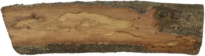 Mesosa curculionoidesPb CZ Quercus.JPG